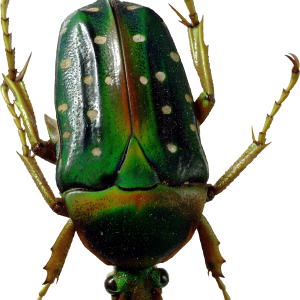 bug PNG image