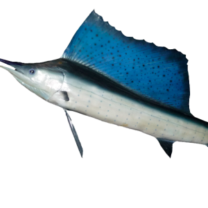 Swordfish PNG