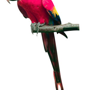 Pink parrot PNG images, free download