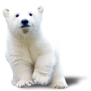 Polar white bear PNG