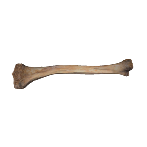 Bone PNG