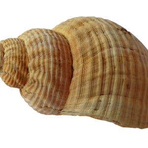Seashell PNG