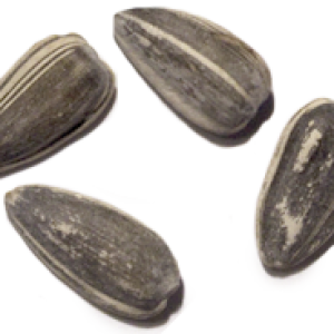 Sunflower seeds PNG