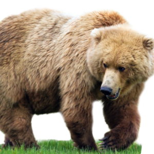 bear PNG
