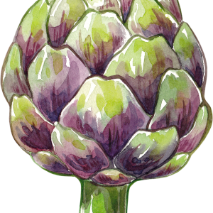 Artichoke PNG picture
