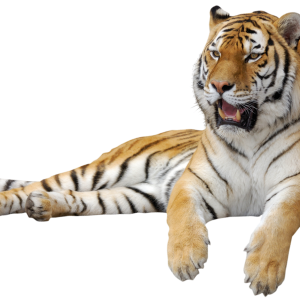 Tiger PNG