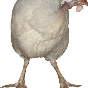 Turkey bird PNG