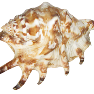 Seashell PNG