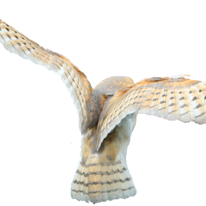 Owl PNG