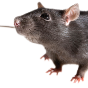 mouse, rat PNG image