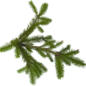 Fir-tree PNG image