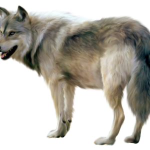 wolf png image, picture, download