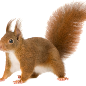 Squirrel PNG