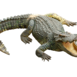 Crocodile PNG