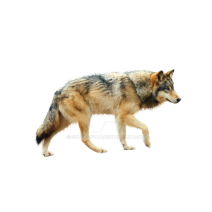 Wolf PNG