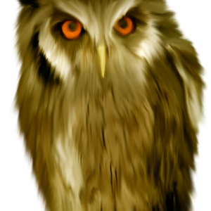 Owl PNG