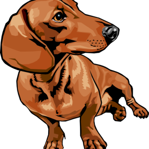 Dachshund PNG