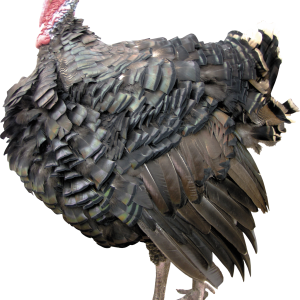 Turkey bird PNG