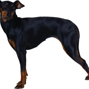 Dog PNG