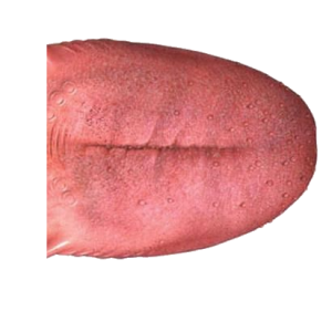 Tongue PNG