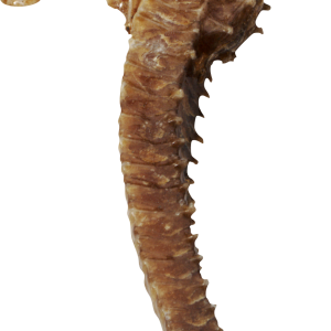 Seahorse PNG