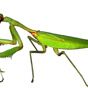 Mantis PNG