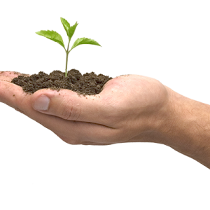 Soil in hand PNG