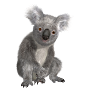 Koala PNG