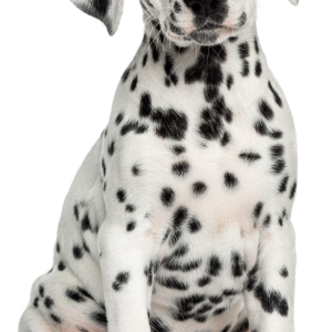 Dalmatian PNG