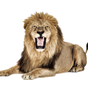 Lion PNG