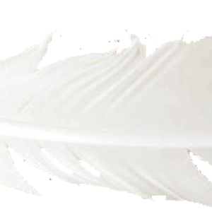 Feather PNG