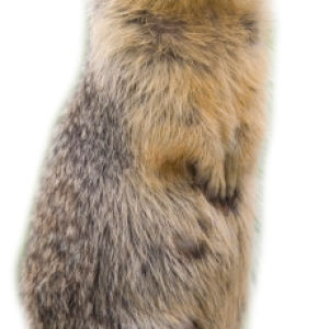Beaver PNG