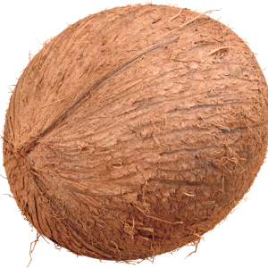 Coconut PNG image
