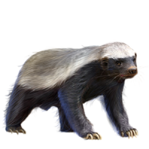 Badger PNG