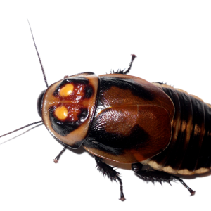 Roach PNG