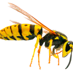 Wasp PNG