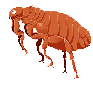 Flea PNG