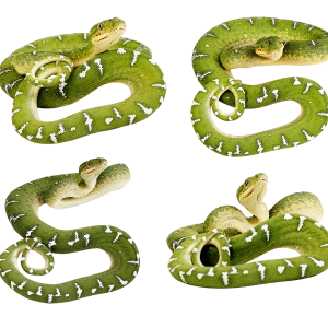 Green snakes PNG image