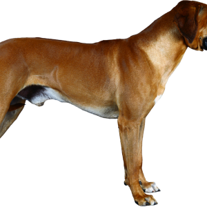 Dog PNG
