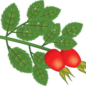 Rose hip PNG