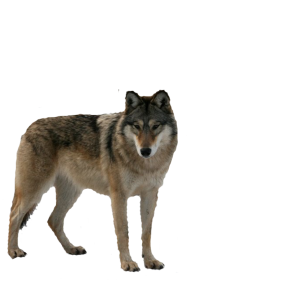 Wolf PNG