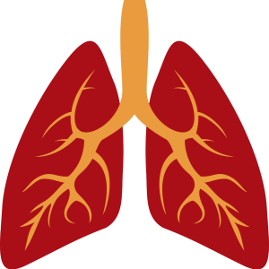 Lungs PNG