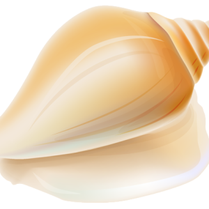 Seashell PNG