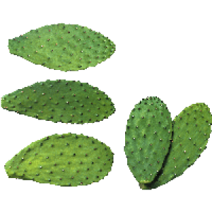 Cactus PNG image
