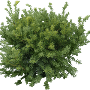 tree PNG