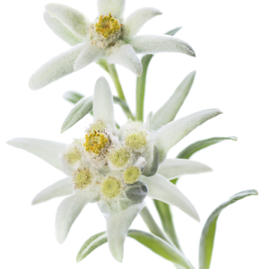 Edelweiss PNG