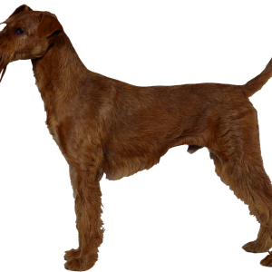 Dog PNG