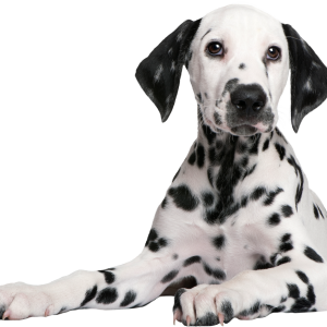 Dalmatian PNG