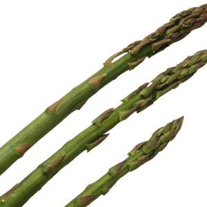 Asparagus PNG