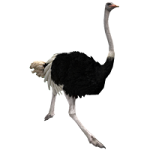 Ostrich PNG